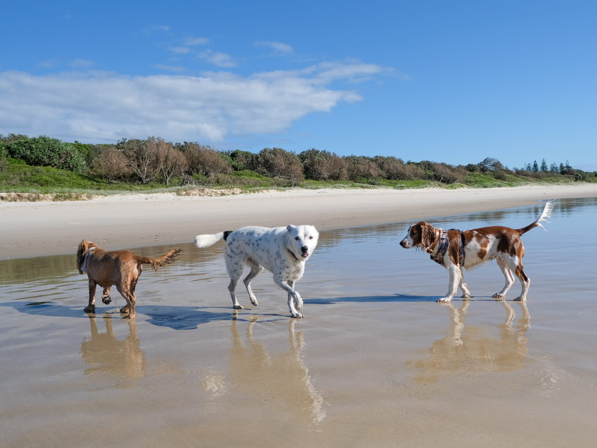 Dog-Friendly Campsite | Read our Pet Policy